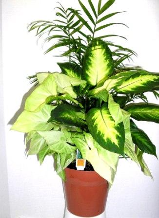 Small Combo Pot
